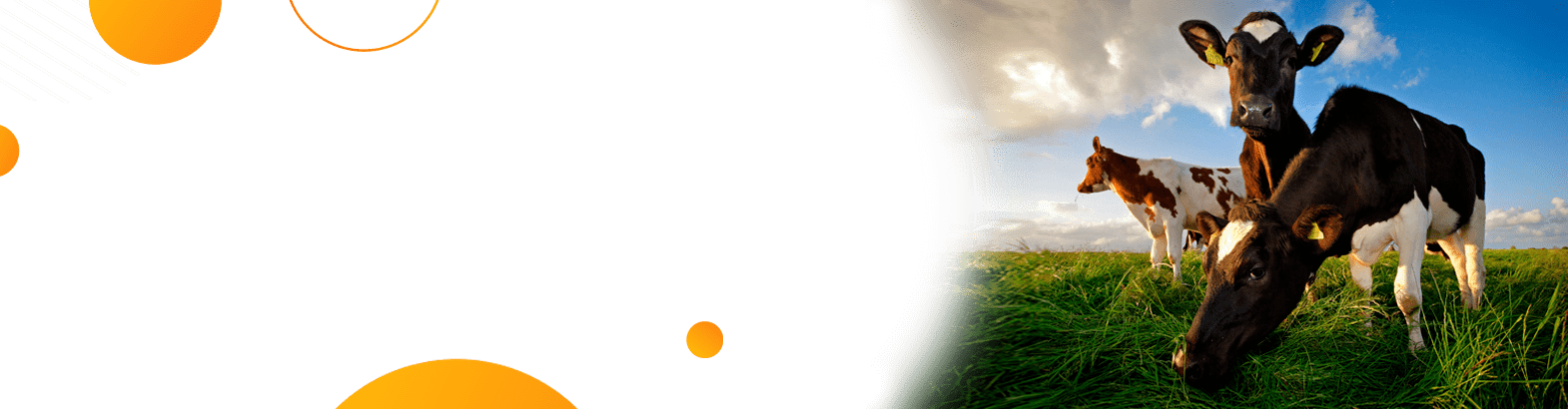 title_69e2bfe12c86211733537371776467937